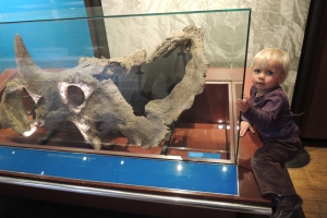 Ein DInosaurierschädel im Natural History Museum
