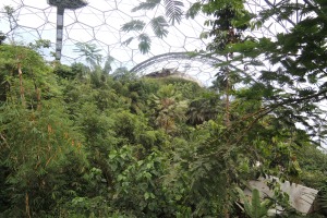 Das Regenwald-Biom